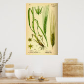 Hordeum Vulgare Barley Grass Poster (Küche)