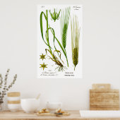 Hordeum Vulgare Barley Grass Poster (Küche)