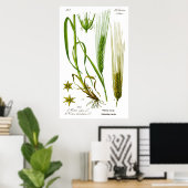 Hordeum Vulgare Barley Grass Poster (Heimbüro)