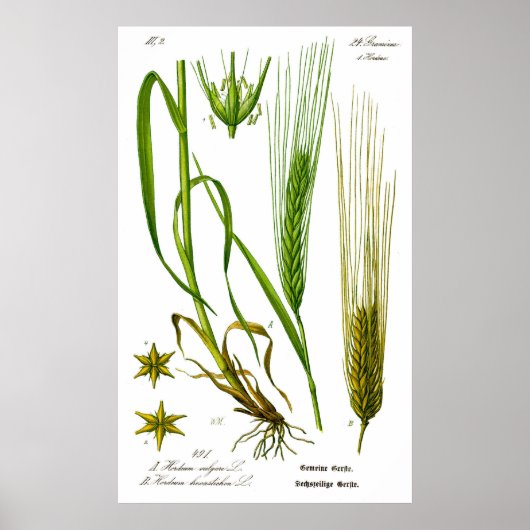 Hordeum Vulgare Barley Grass Poster (Vorne)