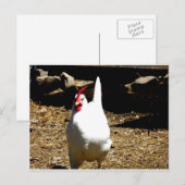 Hören Sie auf das Huhn Postkarte (Vorne/Hinten)