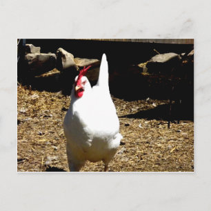 Hören Sie auf das Huhn Postkarte
