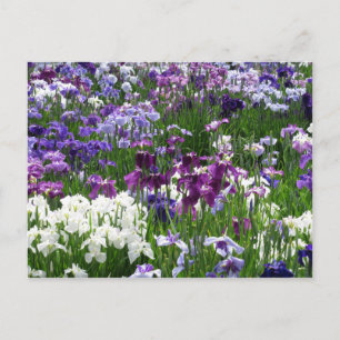 Horikiri Iris Garden: Tokio, Japan Postkarte