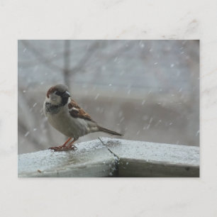 Horizontale Postkarte für Sparrow