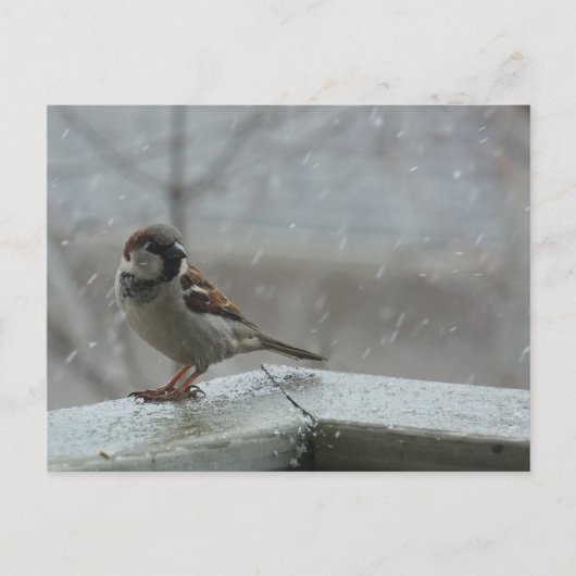 Horizontale Postkarte für Sparrow (Vorderseite)