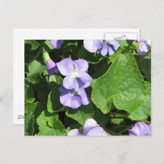 Horizontale Postkarte - Maßgeschneiderte (Vorne/Hinten)