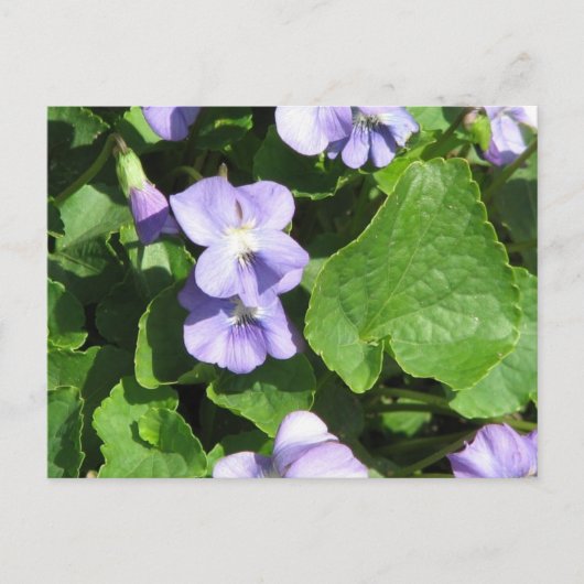 Horizontale Postkarte - Maßgeschneiderte (Vorderseite)