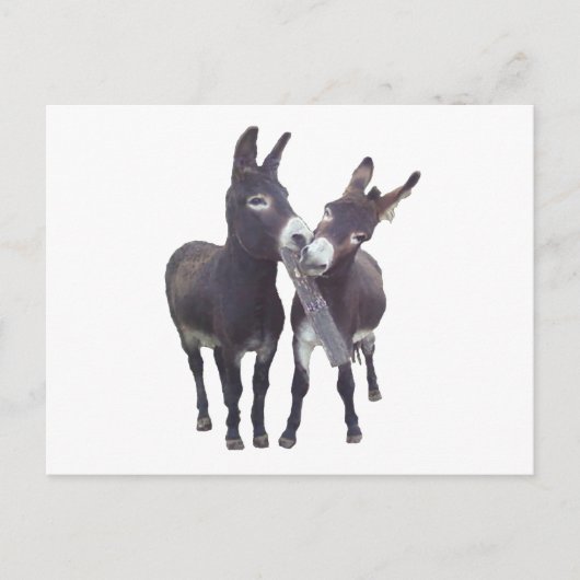 Horizontale Postkarte "Missy's Donkeys" (Vorderseite)