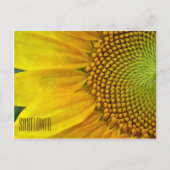 Horizontale Sonnenblume Postkarte (Vorderseite)