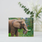 Horizontales Elephant-Portraitbild Postkarte (Stehend Vorderseite)