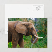 Horizontales Elephant-Portraitbild Postkarte (Vorne/Hinten)