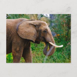 Horizontales Elephant-Portraitbild Postkarte