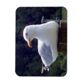 Horizontales, flexibles Foto-Magnet Magnet (Vertikal)