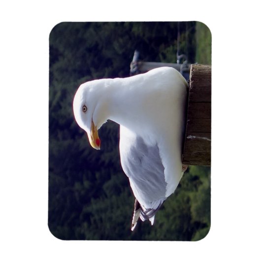 Horizontales, flexibles Foto-Magnet Magnet (Vertikal)