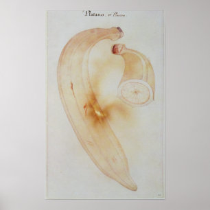 Horn Plantain Poster
