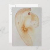 Horn Plantain Postkarte (Vorne/Hinten)