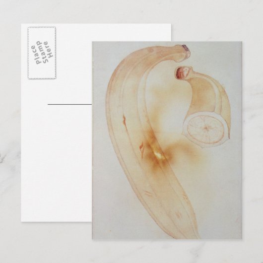 Horn Plantain Postkarte (Vorne/Hinten)