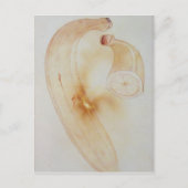 Horn Plantain Postkarte (Vorderseite)