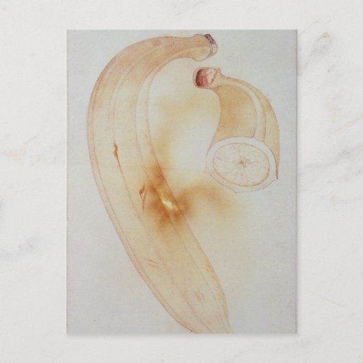 Horn Plantain Postkarte (Vorderseite)