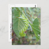 Horn-Wurm ~ Postkarte (Vorne/Hinten)
