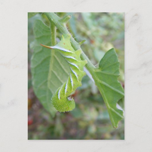 Horn-Wurm ~ Postkarte (Vorderseite)