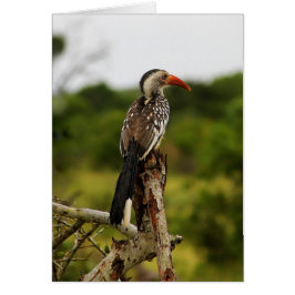 Hornbill-Vogelkarte