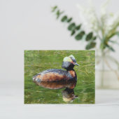 Horned Grebe Postkarte (Stehend Vorderseite)