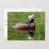Horned Grebe Postkarte (Vorne/Hinten)