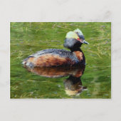 Horned Grebe Postkarte (Vorderseite)