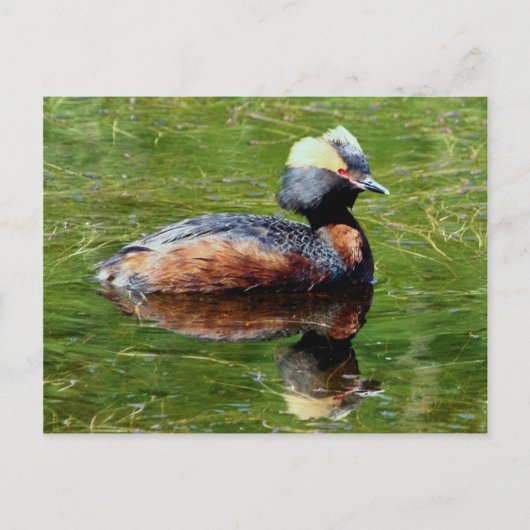 Horned Grebe Postkarte (Vorderseite)