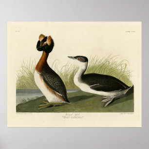 Horned Grebe von John Audubons Vögeln in Amerika Poster