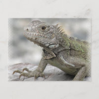 Horned Iguana Postcard