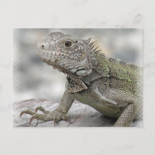 Horned Iguana Postcard Postkarte (Vorderseite)