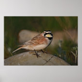 Horned Lark Poster (Vorne)