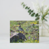 Horned Lark Postkarte (Stehend Vorderseite)
