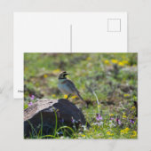 Horned Lark Postkarte (Vorne/Hinten)