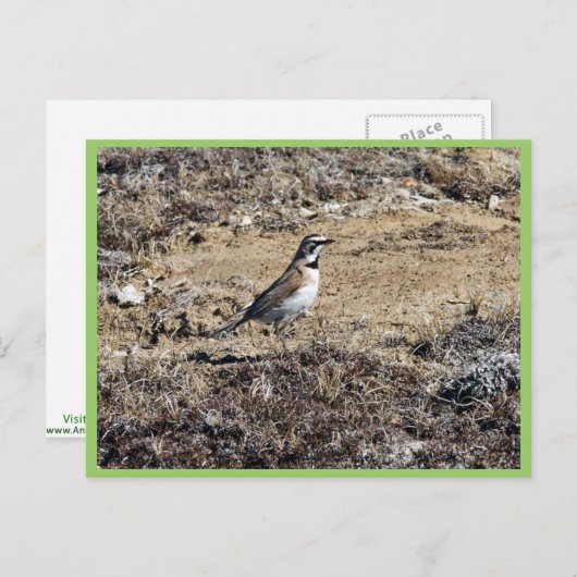 Horned Lark Postkarte (Vorne/Hinten)