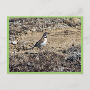 Horned Lark Postkarte