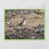 Horned Lark Postkarte (Vorderseite)