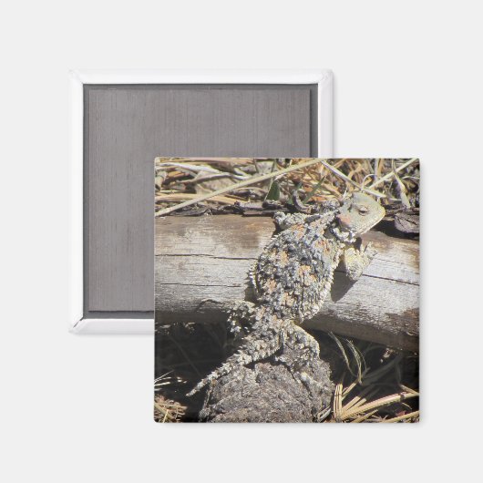 Horned Lizard Magnet (Vorderseite/Rückseite)