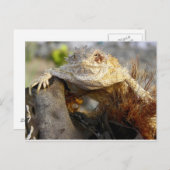 horned lizard postkarte (Vorne/Hinten)