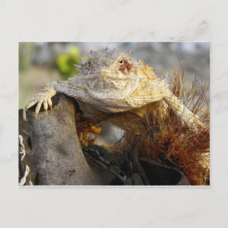 horned lizard postkarte