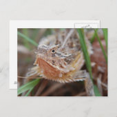 Horned Lizard Postkarte (Vorne/Hinten)