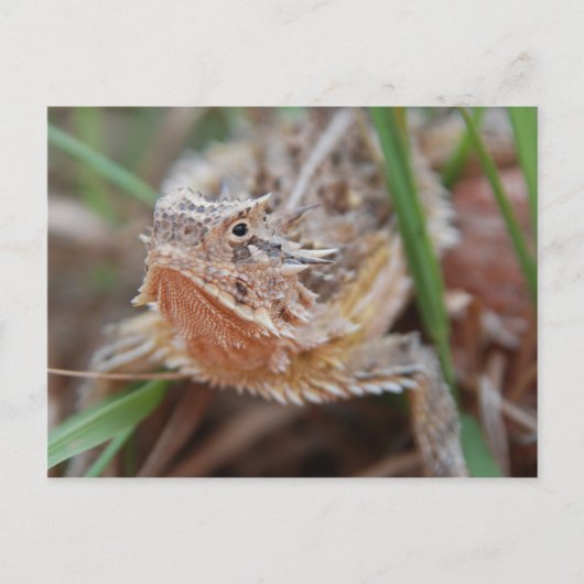 Horned Lizard Postkarte (Vorderseite)