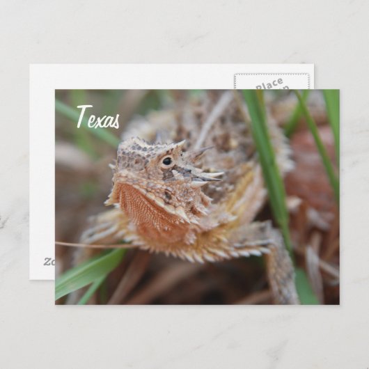 Horned Lizard, Texas Postkarte (Vorne/Hinten)