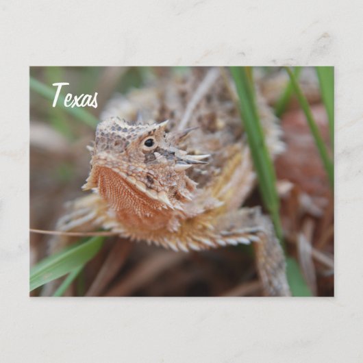 Horned Lizard, Texas Postkarte (Vorderseite)