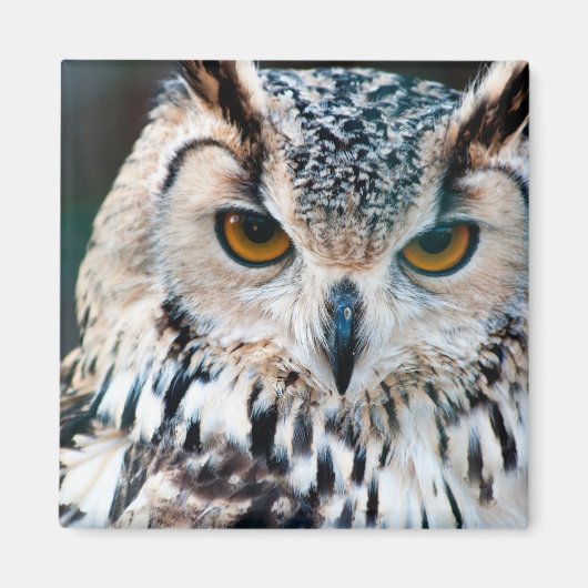 Horned Owl Bird Nature Magnet (Vorne)
