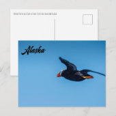Horned Puffin Flight Alaskan Postcard Postkarte (Vorne/Hinten)