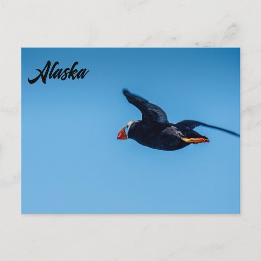 Horned Puffin Flight Alaskan Postcard Postkarte (Vorderseite)