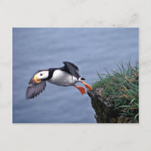Horned Puffin Hall Island Postkarte